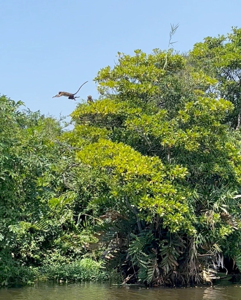monkey jumping in the trees