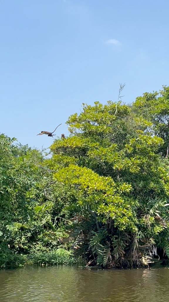 monkey jumping in the trees