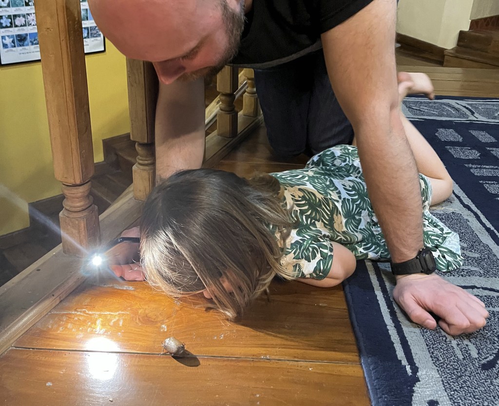 Observing a large beetle