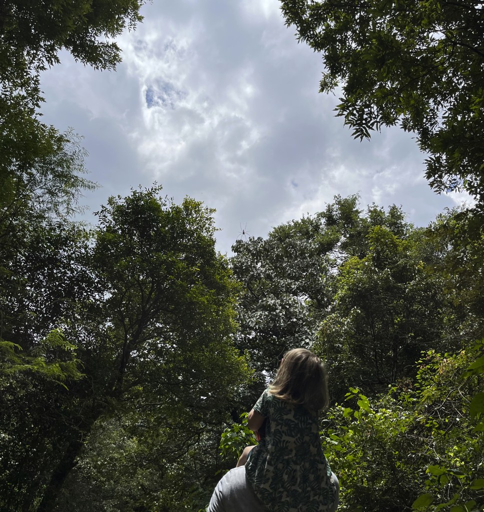 Little Sabbatical looking up at a spider against the sky