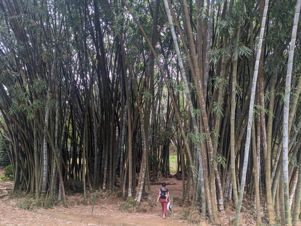grove of giant bamboo